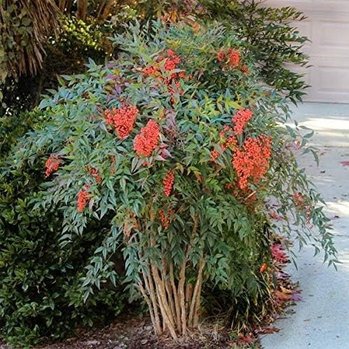 Heavenly Bamboo - Nandina Domestica - 2 Live Gallon Size