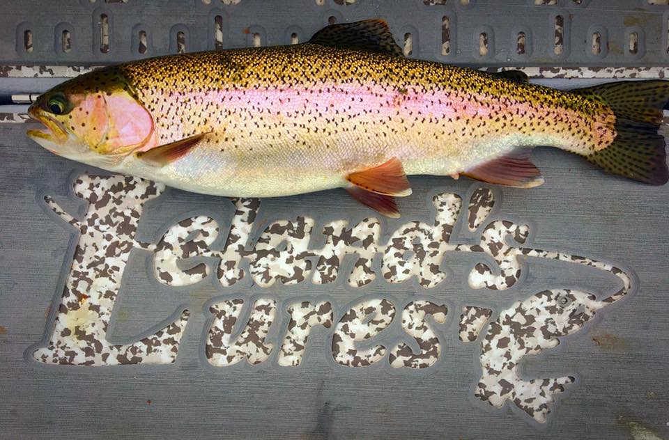 crappie magnet pop eye jig