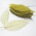 thumbnail image 2 of simhoa 100pcs Natural Magnolia Leaf For Scrapbooking DIY Craft Decors light yellow, 2 of 8