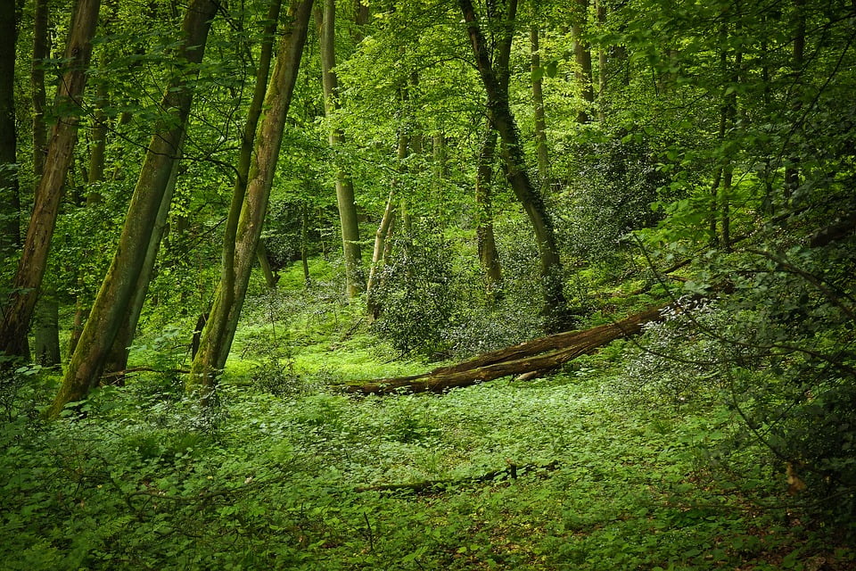 какие в лесах балашихе растут деревья. леса 24. осиновый лес курск. леса 24. лес карельского перешейка.