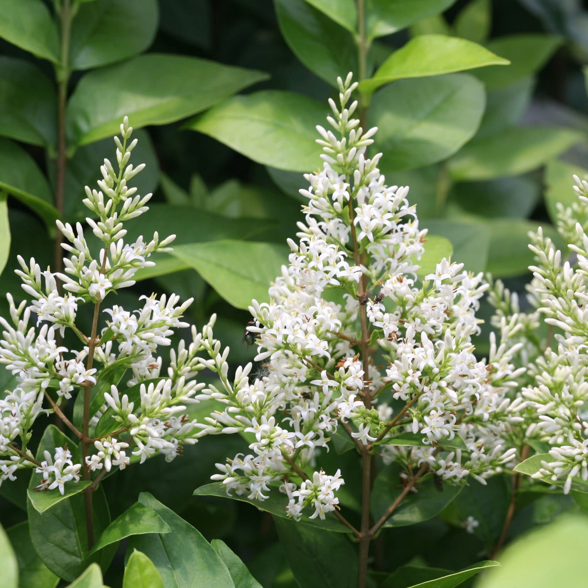 Proven Winners ColorChoice 6" Yellow Golden Ticket Privet Live Plant in 7.5" Pot