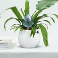 thumbnail image 4 of BESTYASH Set of 3 Self Watering Devices for Gardening in Assorted Colors, Ideal for Busy Gardeners, 4 of 8