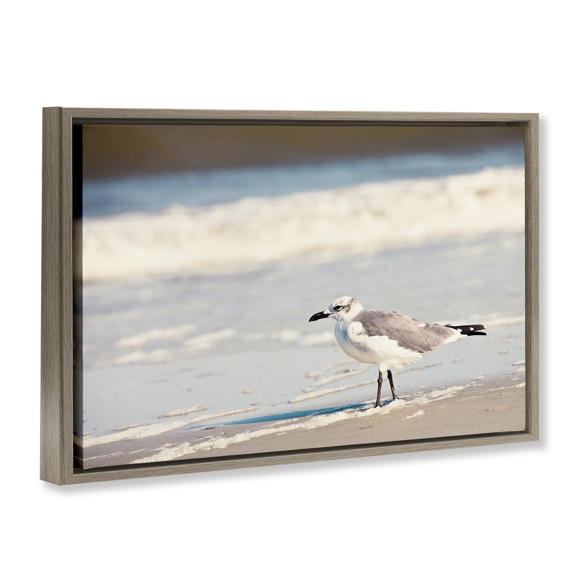 Stupell Industries Seagull Stepping on Shore Coastal Photography Brown Floater Framed Canvas Art Print Wall Art, 25 x 17