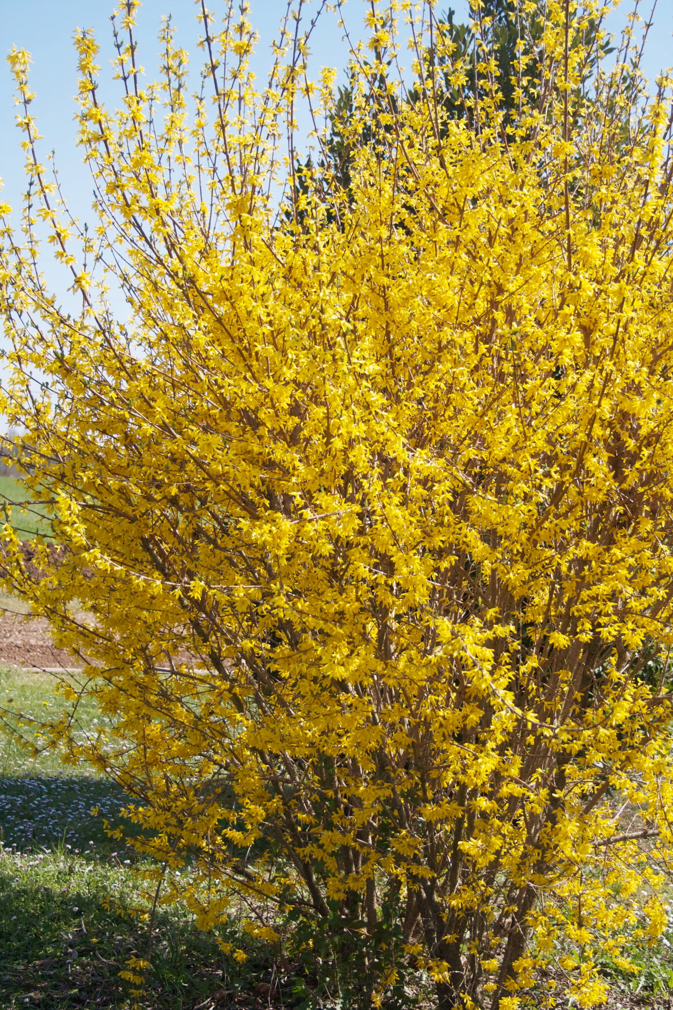 Pennington Forsythia Lynwood Gold Flowering Live Shrub in 1-Gallon Grower Pot