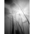 thumbnail image 4 of Shot by Clint 25x32 Black Modern Wood Framed Wall Art Titled - Water Lilly 04, 4 of 6