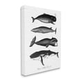 thumbnail image 3 of Stupell Industries Marine Wildlife Whales Drawings Diagram Weathered Pattern Graphic Art Gallery Wrapped Canvas Print Wall Art, Design by Lettered and Lined, 3 of 5