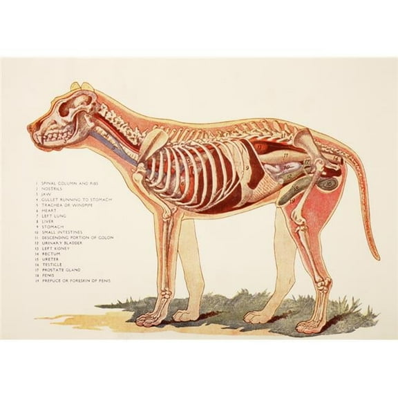 Internal Organs of A Male Dog From Virtues Household Physician Published London 1924 Poster Print