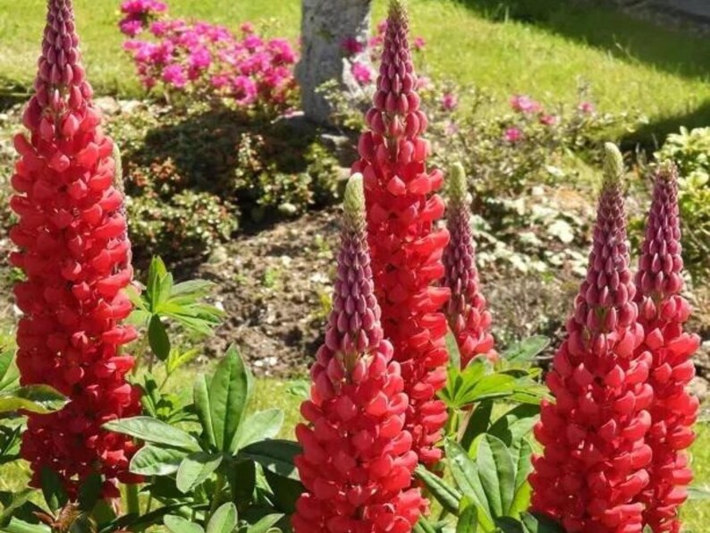 30 Seeds Beefeater Lupine Seeds Lupinus Flower Seeds Mix to Plant