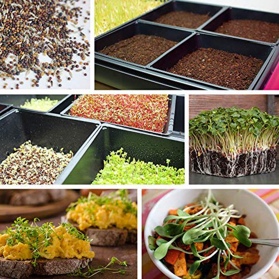 50-Pack 1010 Garden Growing Trays without Drain Holes - 10" x 10" Plastic Plant Trays No Holes - Wheatgrass Sprouting Tray, Microgreens Seed Tray, Hydroponic Trays, Nursery Flats, Greenhouse Supplies
