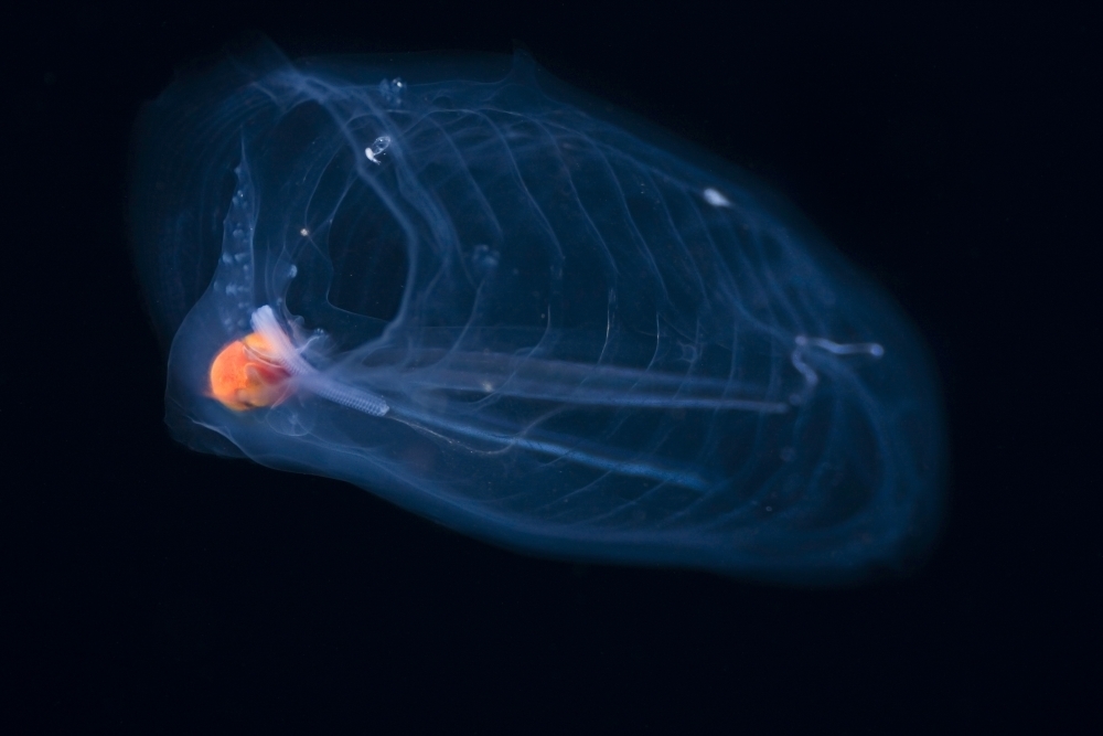 This pelagic tunicate is part of the Salpidae family of gelatinous
