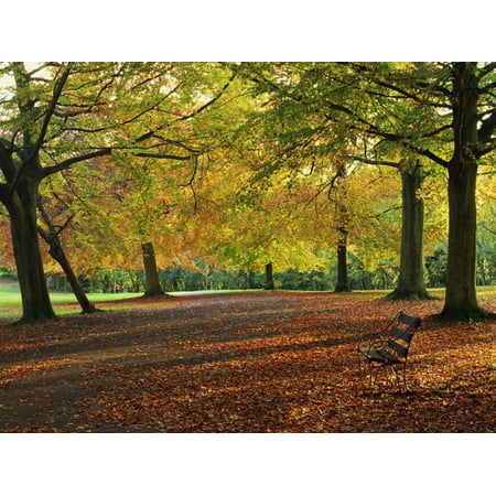 Trees in Autumn Colours and Park Bench Beside a Path at Clifton, Bristol, England, United Kingdom Print Wall Art By Julia