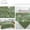 Green, variant on Specollect Flannel Decorative Extra Soft Faux Fur Blanket Twin,Solid Reversible Fuzzy Fluffy Cozy Plush Fleece Comfy Fur Blanket for Couch Sofa Bed,Gift
