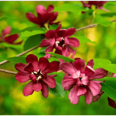 Set 2 Sweet Shrub Tree Seedling Bare Roots and No Leaves for Planting, 1 to 2 ft Tall, Dormant in Winter - No Ship PR, HI, AK