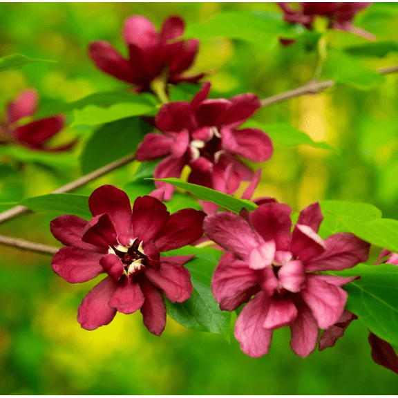 Set 2 Sweet Shrub Tree Seedling Bare Roots and No Leaves for Planting, 1 to 2 ft Tall, Dormant in Winter - No Ship PR, HI, AK