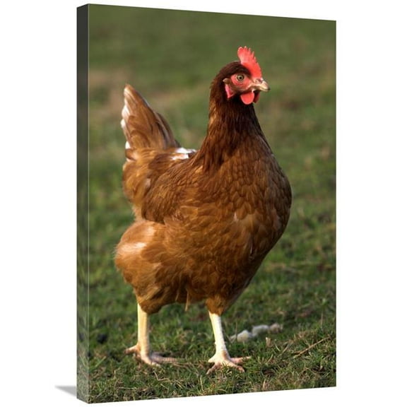 Global Gallery  Domestic Chicken - Close-Up of Free-Range Hen - England Art Print - Wayne Hutchinson