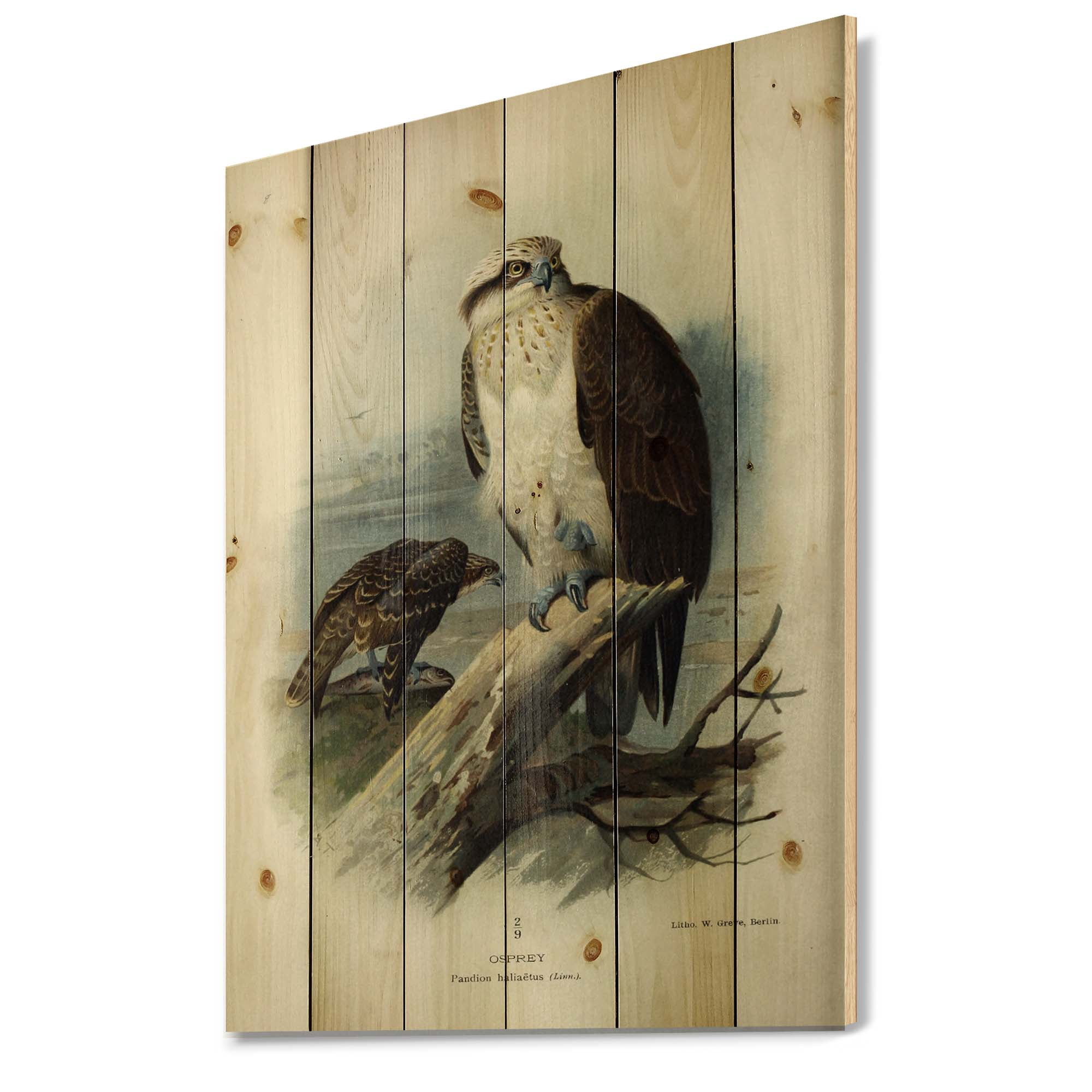 Designart 'Ancient Bird Life VI' Traditional Print on Natural Pine Wood