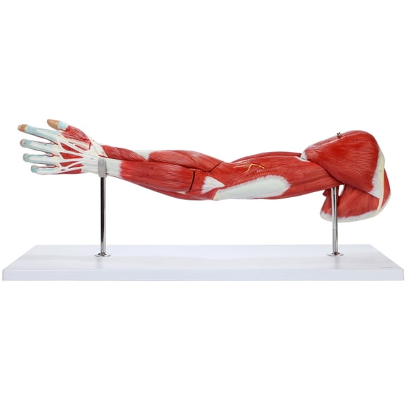 Axis Scientific Muscular Arm Anatomy Model, 7-Part Numbered Life-Size Arm Model Shows Muscles of the Shoulder, Arm, and Hand, Includes Stand, Detailed User Manual, with 3 Year Worry Free Warranty