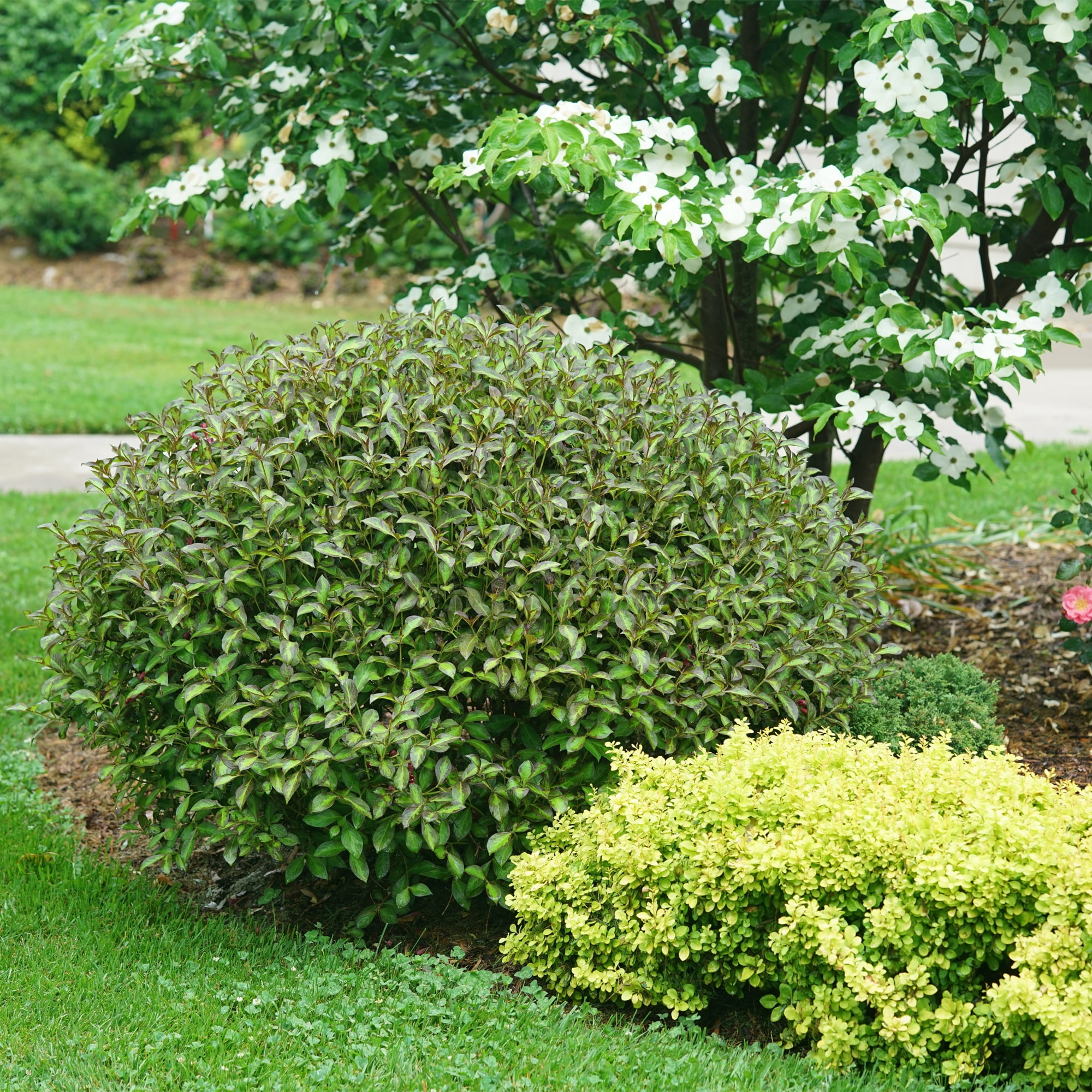 Proven Winners ColorChoice Vinho Verde Weigela Live Shrub (2 Gallon)
