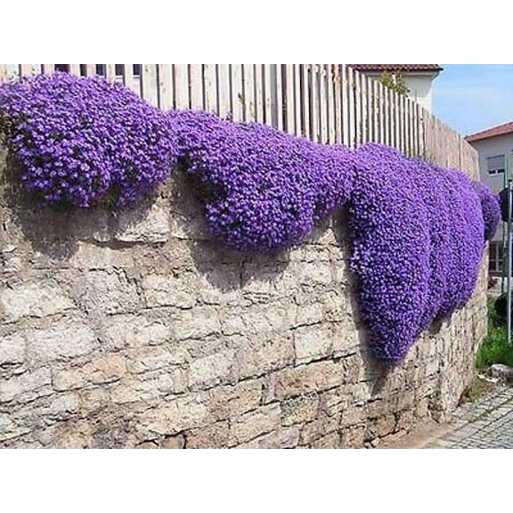 Purple Rock Cress - 100  Seeds - Stunning Color, Low Grower, Great for Baskets or Rock Walls
