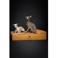 thumbnail image 3 of Cama grande para perros Noah & Paw, 89 x 64 x 22 cm, espuma ortopédica, 3 of 7
