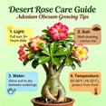 thumbnail image 4 of Premium Desert Rose For Planting-Exquisite Variegated Blossoms-Ideal Yard & Patio Decor(Non-Artificial), 4 of 7