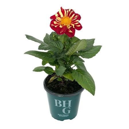 Better Homes & Gardens 1QT Red Yellow Dahlia Live Plant Grower Pot Part Sun