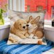 thumbnail image 5 of Uuiauoio Cute Animals Decorative Throw Pillow Cover , Animals Family Animals Outdoor Pillow Cases Square Standard Cushion Cover for Sofa Couch Bed Car 17.72x17.72 inch, 5 of 6