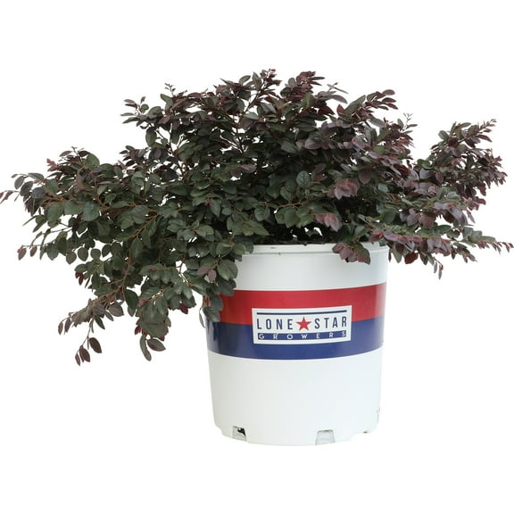 Altman Plants Fringe Flower (Loropetalum) | 1 gal. Grow Pot; Full to Partial Sun | Perennial Plant