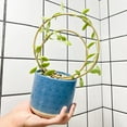 thumbnail image 6 of Mirthdino Hoya Trellis- Metal Plant Trellis Indoor 3-Pack for Climbing Plants - Gold Small Garden Trellis for Ivy and Flowers - Unique Patterns - Outdoor Potted Plant Support, 6 of 13