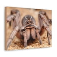 thumbnail image 2 of Magnificent Looking Wolf Spider Print Animal Wall Art Wildlife Canvas Prints Wall Art Ready to Hang Unframed, 2 of 18