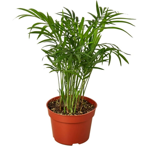 Parlor Palm Live Plant for Indoor | Different Houseplants in 4'' & 6'' Pot | Real House Plant for Living Room, Office, Desk & Bathroom | Neanthe bella palm | Chamaedorea elegans