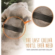 Mighty Paw Leather Dog Training Collar, Martingale Dog Collar with Stainless Steel Chain, Large
