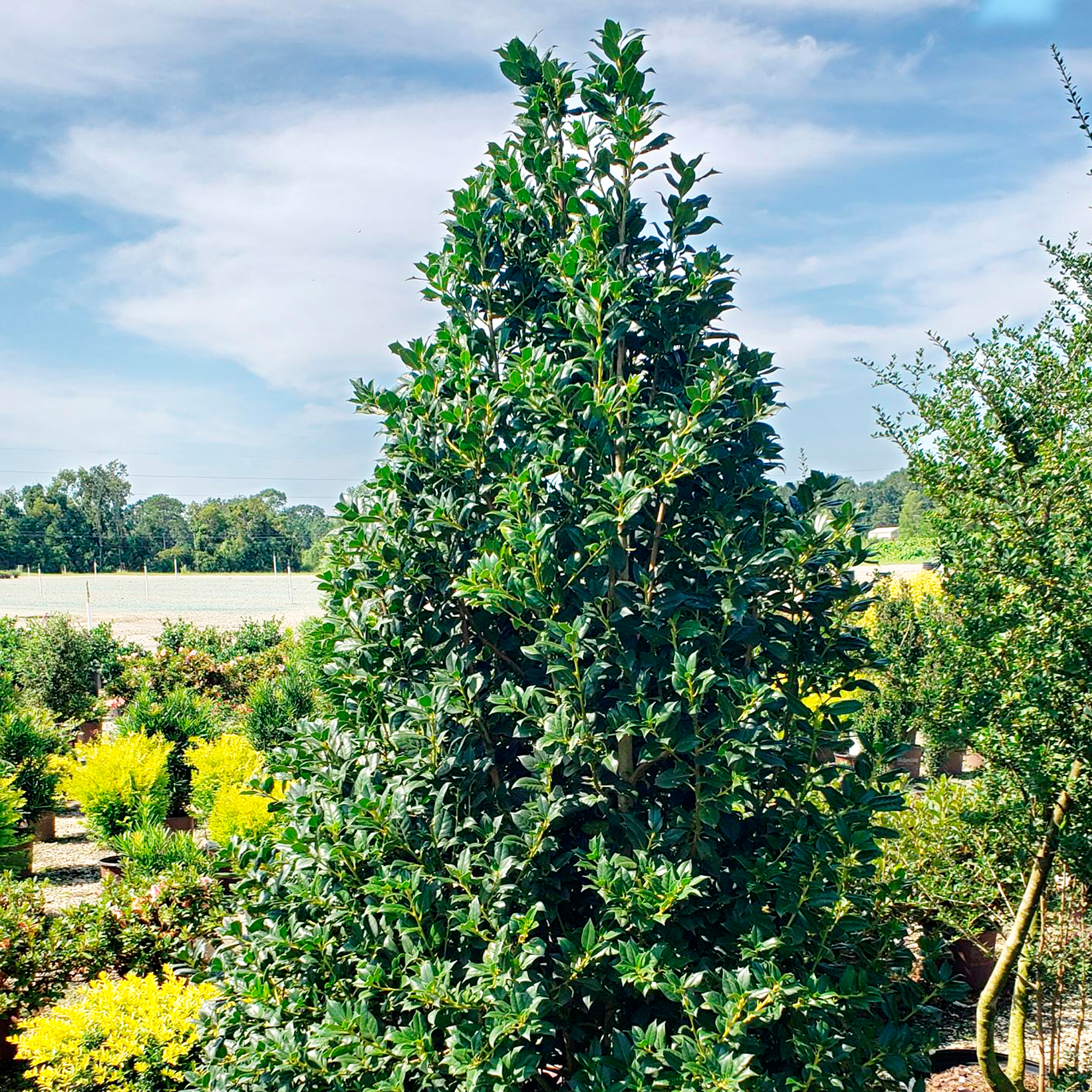 Southern Living Holly Nelliet Live Shrub (5 Gallon)
