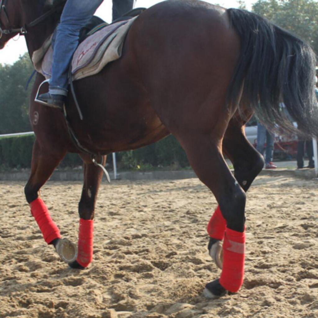 Wswqop 4 Pack Professional Equine Horse Tack Grooming Leg Wrap , for Men Women Outdoor Blue