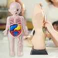 thumbnail image 5 of Almencla Human Body Puzzle for Kids Body Parts Organs for Teaching Tool Preschool, 5 of 7