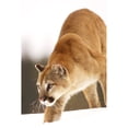 thumbnail image 2 of Cougar Hunting Poster Print, 2 of 2