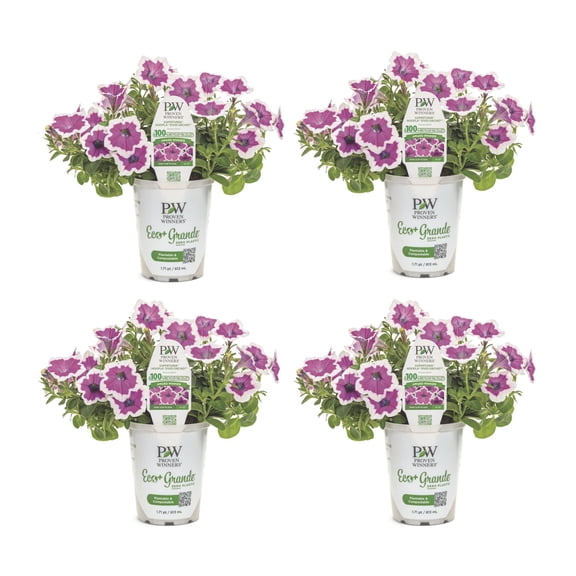 Proven Winners 4" Purple Supertunia Hoopla Vivid Orchid Petunia Live Plant in 4.25" Pot (4 Count)