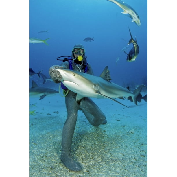 A diver in a full chain mail suit hand feeding Caribbean reef sharks