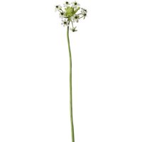 Floral Ornithogalum Stem