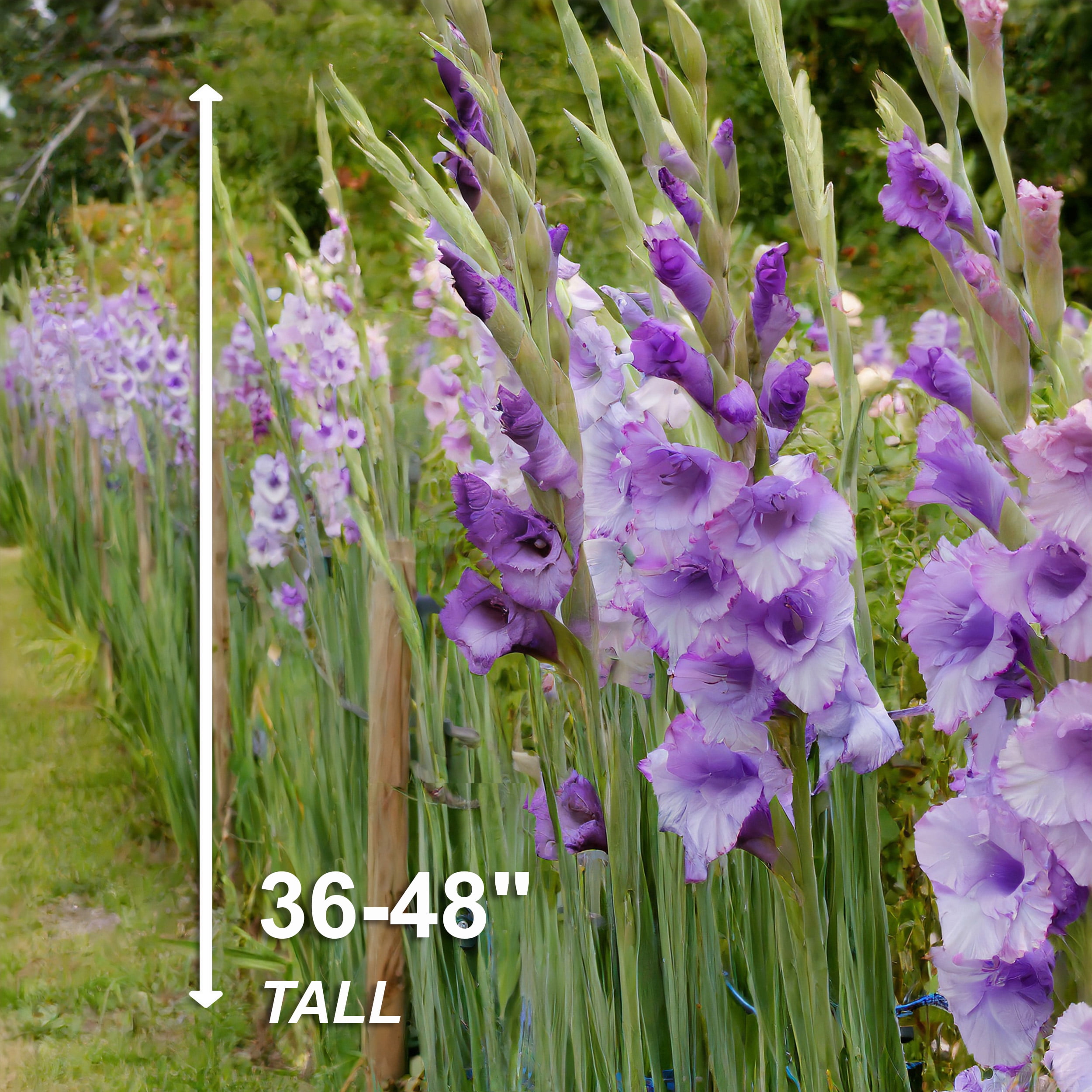 Garden State Bulb Purple Milka Gladiolus Flower Bulbs, Spring Planting (Bag of 60)
