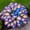 Hosta-C, variant on Rainbow Colorful Midnight Blue Hostas For Planting Cultivation Granules-(Non-Artificial)-Bloom Year After Year-Fast Growing, Home Decoration-Beautiful Gift Garden-Ornamental-Premium Garden Stakes