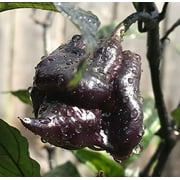 Purple Carolina Reaper HP22B Pepper Premium Seeds Packet Record Hottest in The World