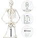 thumbnail image 3 of Axis Scientific Human Skeleton Model for Anatomy - Life Size Skeleton Anatomy Model - Includes 27 Page Study Guide, Bone Numbering Guide, Cover & Stand, 3 of 4