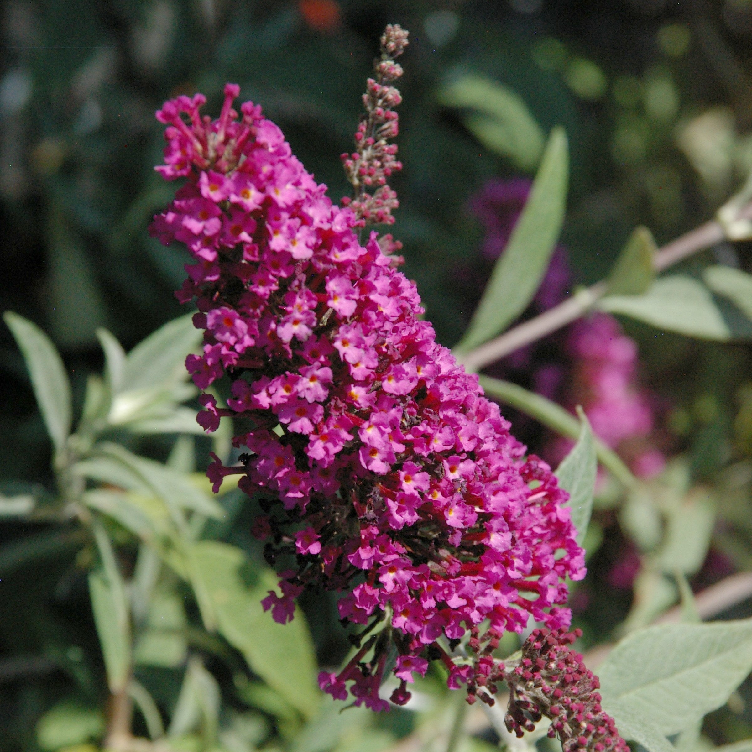 National Plant Network 3.25 in. Buddleia Magenta Buzz (4-Pack)