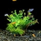 thumbnail image 2 of Simulación de plantas acuáticas de plástico, accesorio de decoración de paisajismo para acuario, pecera, 2 of 5
