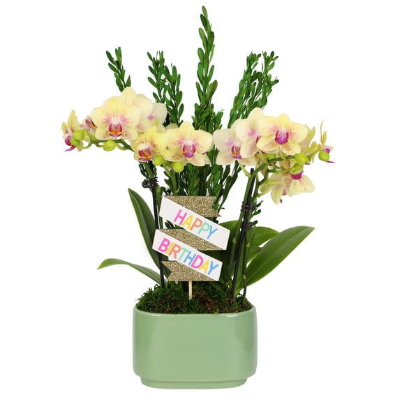 Green Circle Growers 4" Yellow Orchid Duo in Sage Green Jan Pot – Happy Birthday Gift