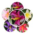 thumbnail image 4 of Guirnalda de  colgante de 5 ramas artificiales, decoración de boda para el hogar BLESIY Guirnalda de flores de lirio artificial, 4 of 8