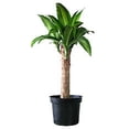 thumbnail image 1 of planta palo de brasil 15 cm, 1 of 2