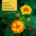 thumbnail image 3 of 4 Spreading Sunset Lantana in 3.5" Nursery Cubes | Lantana ‘Spreading Sunset’ | Orange & Yellow Flowering Shrub for Borders & Containers | Ready-to-Plant Live Starter Plants, 3 of 7
