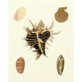 thumbnail image 3 of Knorr 20x24 Black Modern Framed Museum Art Print Titled - Knorr Shells II, 3 of 5